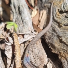 Lampropholis guichenoti (Common Garden Skink) at QPRC LGA - 19 Apr 2024 by clarehoneydove