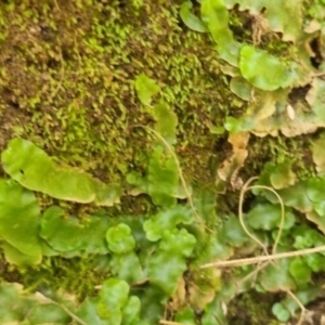 Lunularia cruciata at QPRC LGA - 18 Apr 2024