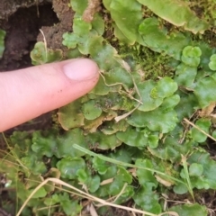 Lunularia cruciata at QPRC LGA - 18 Apr 2024