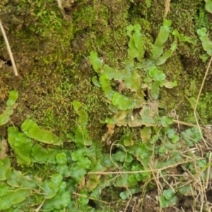 Lunularia cruciata at QPRC LGA - 18 Apr 2024