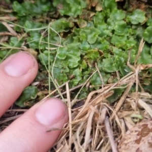 Lunularia cruciata at QPRC LGA - 18 Apr 2024