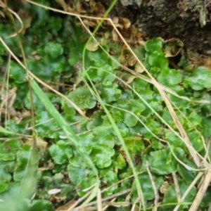 Lunularia cruciata at QPRC LGA - 18 Apr 2024