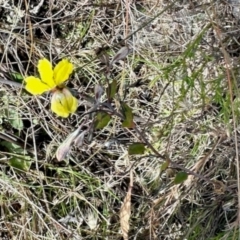 Goodenia hederacea (Ivy Goodenia) at Mulligans Flat - 19 Apr 2024 by KMcCue