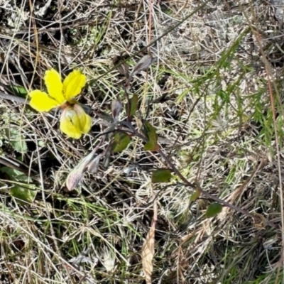 Goodenia hederacea (Ivy Goodenia) at Bonner, ACT - 18 Apr 2024 by KMcCue