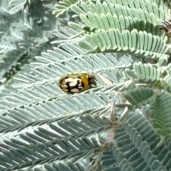 Peltoschema hamadryas (Hamadryas leaf beetle) at Bonner, ACT - 18 Apr 2024 by KMcCue