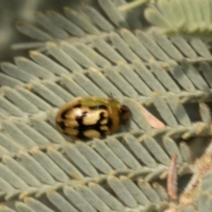 Peltoschema hamadryas (Hamadryas leaf beetle) at Mulligans Flat - 18 Apr 2024 by AlisonMilton