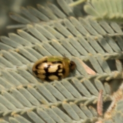 Peltoschema hamadryas (Hamadryas leaf beetle) at Bonner, ACT - 19 Apr 2024 by AlisonMilton