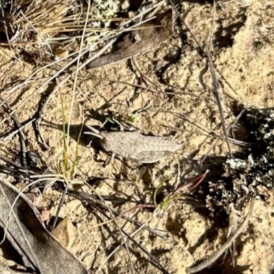 Goniaea sp. (genus) (A gumleaf grasshopper) at Mulligans Flat - 18 Apr 2024 by KMcCue