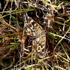 Junonia villida (Meadow Argus) at Bonner, ACT - 18 Apr 2024 by KMcCue