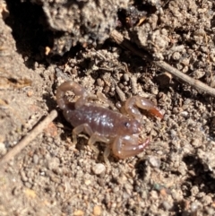 Urodacus manicatus (Black Rock Scorpion) at Kambah, ACT - 20 Apr 2024 by Shazw