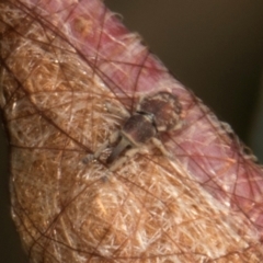 Unverified Weevil (Curculionoidea) - 1 Jan 1900 by AlisonMilton