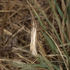Hednota species near grammellus (Pyralid or snout moth) at Hawker, ACT - 26 Mar 2024 by AlisonMilton