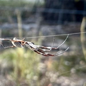 Trichonephila edulis at Mulligans Flat - 19 Apr 2024