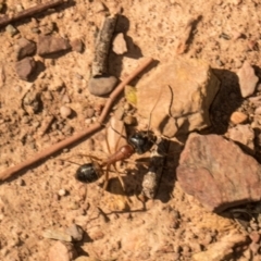 Camponotus consobrinus (Banded sugar ant) at Mulligans Flat - 19 Apr 2024 by AlisonMilton