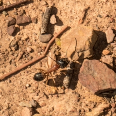 Camponotus consobrinus (Banded sugar ant) at Sutton, NSW - 19 Apr 2024 by AlisonMilton