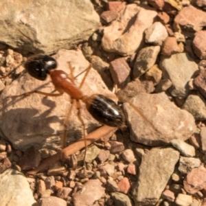 Camponotus consobrinus at Mulligans Flat - 19 Apr 2024 10:48 AM