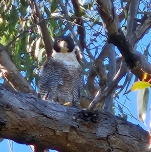 Falco peregrinus at Mount Taylor - 20 Apr 2024 01:03 PM