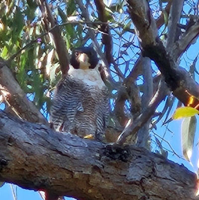 Falco peregrinus (Peregrine Falcon) at Kambah, ACT - 20 Apr 2024 by Kristy