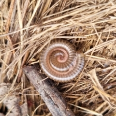 Juliformia sp. (superorder) (A Juliform millipede) at QPRC LGA - 6 Apr 2024 by clarehoneydove