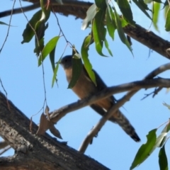 Cacomantis flabelliformis (Fan-tailed Cuckoo) at Mulligans Flat - 19 Apr 2024 by KMcCue