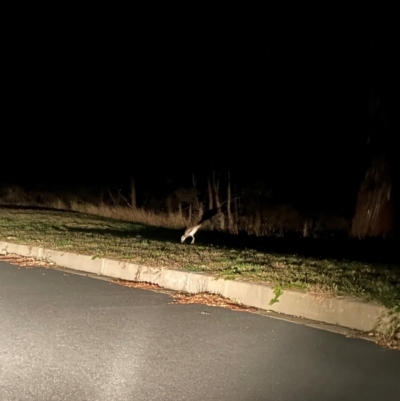 Burhinus grallarius (Bush Stone-curlew) at Bonner, ACT - 20 Apr 2024 by MegFluke