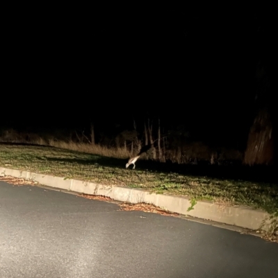 Burhinus grallarius (Bush Stone-curlew) at Bonner, ACT - 20 Apr 2024 by MegFluke