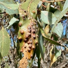 Unidentified Unidentified Insect Gall at Mulligans Flat - 18 Apr 2024 by KMcCue