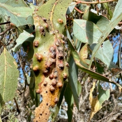 Unidentified Unidentified Insect Gall at Mulligans Flat - 18 Apr 2024 by KMcCue