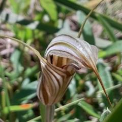 Diplodium coccinum (Scarlet Greenhood) at Tennent, ACT - 3 Feb 2024 by Venture