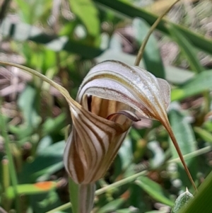 Diplodium coccinum at Namadgi National Park - suppressed