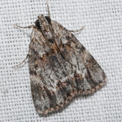 Spectrotrota fimbrialis (A Pyralid moth) at Freshwater Creek, VIC - 25 Feb 2024 by WendyEM