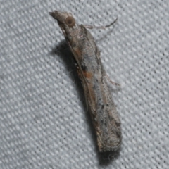 Crocydopora cinigerella (A Pyralid moth) at Freshwater Creek, VIC - 25 Feb 2024 by WendyEM