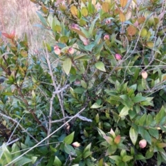 Myrtus communis subsp. tarentina (Tarentum myrtle) at Urambi Hills - 17 Jun 2022 by icrawford@iinet.net.au