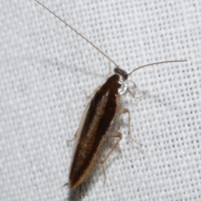 Ectoneura sp. (genus) at Freshwater Creek, VIC - 25 Feb 2024 by WendyEM