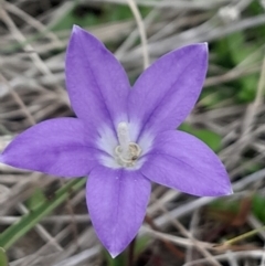 Wahlenbergia sp. (Bluebell) at Cotter River, ACT - 12 Jan 2024 by Venture