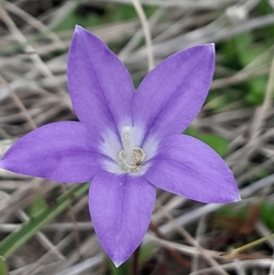 Wahlenbergia sp. (Bluebell) at Cotter River, ACT - 12 Jan 2024 by Venture