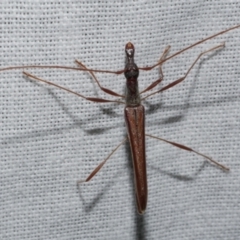 Rhinophthalmus nasutus (A Longhorn Beetle) at Freshwater Creek, VIC - 25 Feb 2024 by WendyEM