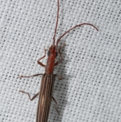 Syllitus microps (Longicorn or Longhorn beetle) at Freshwater Creek, VIC - 25 Feb 2024 by WendyEM
