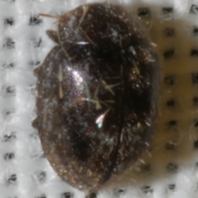 Coccidulini (tribe) (Labybird beetle) at Freshwater Creek, VIC - 26 Feb 2024 by WendyEM