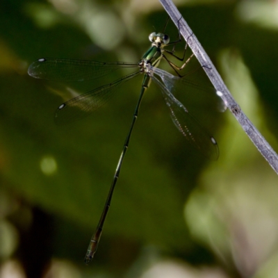 Synlestes weyersii (Bronze Needle) at Tharwa, ACT - 25 Feb 2024 by KorinneM
