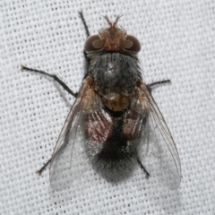 Calliphora sp. (genus) at Freshwater Creek, VIC - 25 Feb 2024 by WendyEM