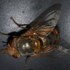 Calliphora augur (Lesser brown or Blue-bodied blowfly) at Freshwater Creek, VIC - 25 Feb 2024 by WendyEM