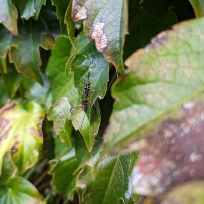 Xanthocryptus novozealandicus (Lemon tree borer parasite wasp) at Hackett, ACT - 5 Apr 2024 by WalterEgo