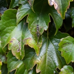 Xanthocryptus novozealandicus at Hackett, ACT - 5 Apr 2024