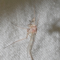 Chironomidae (family) (Non-biting Midge) at Freshwater Creek, VIC - 25 Feb 2024 by WendyEM