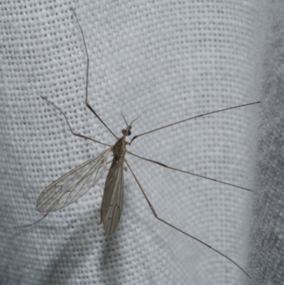 Symplecta (Trimicra) pilipes (A limoniid crane fly) at Freshwater Creek, VIC - 25 Feb 2024 by WendyEM