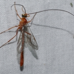 Ichneumonidae (family) at Freshwater Creek, VIC - 26 Feb 2024 by WendyEM