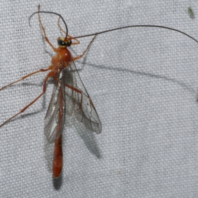 Ichneumonidae (family) at Freshwater Creek, VIC - 25 Feb 2024 by WendyEM