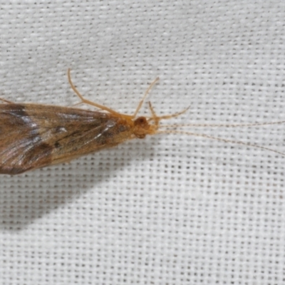 Anisocentropus sp. (genus) (Caddisfly) at Freshwater Creek, VIC - 25 Feb 2024 by WendyEM