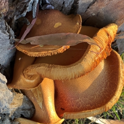 Gymnopilus junonius (Spectacular Rustgill) at Aranda Bushland - 20 Apr 2024 by JimL